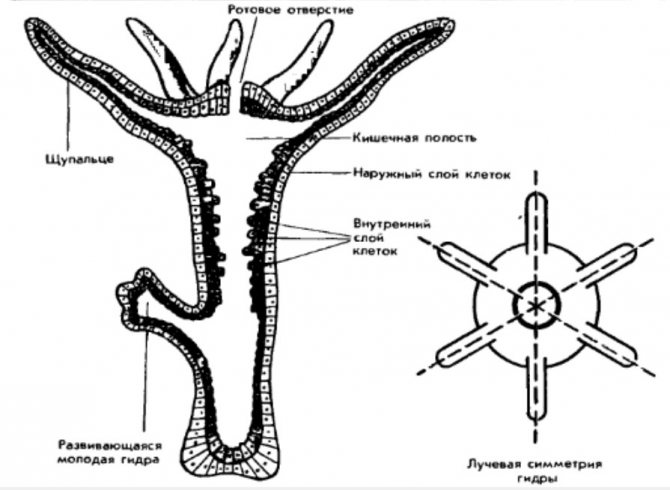 Kraken istand onion ссылка